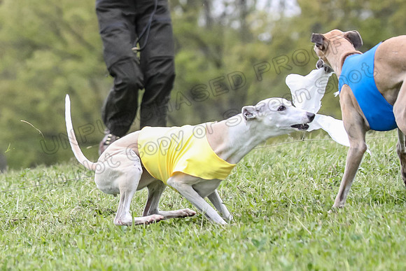 Finals Vets 3, Rosie Littlebit Justice-2368