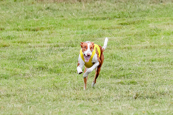 Prelims, Open C2 Shade Veda Shaka -6751