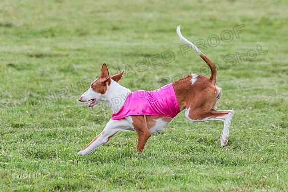 Prelims, Open B2 Reina Eden Joanna-6609