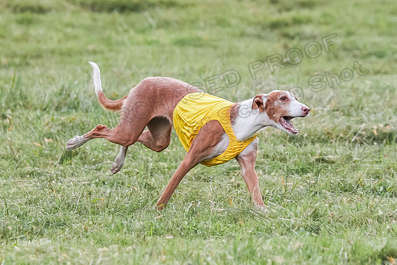 Prelims, Open B2 Reina Eden Joanna-6583