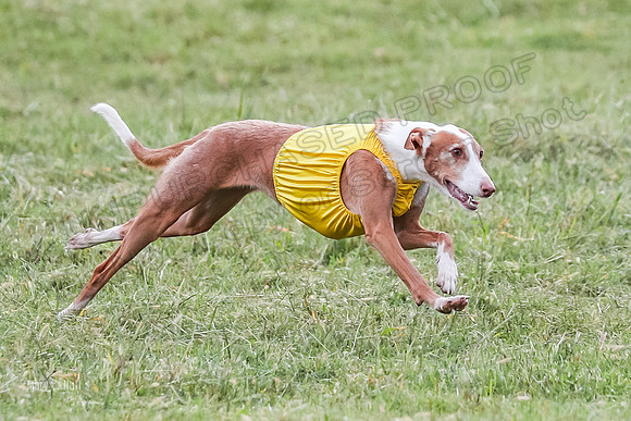 Prelims, Open B2 Reina Eden Joanna-6582
