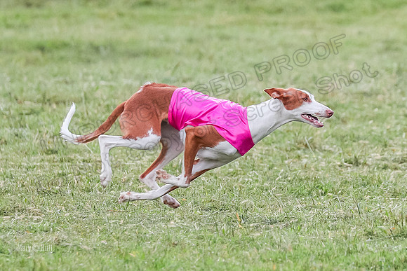 Prelims, Open B2 Reina Eden Joanna-6587