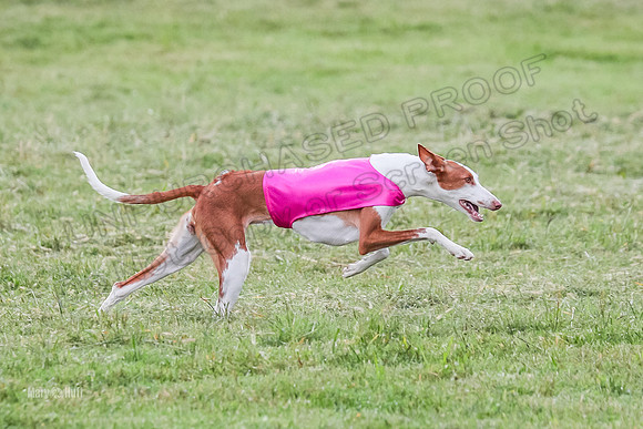 Prelims, Open B2 Reina Eden Joanna-6589