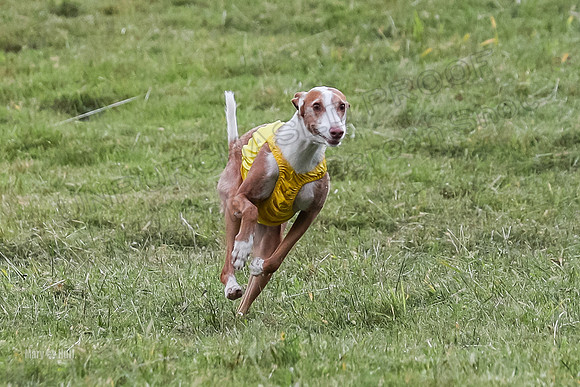 Prelims, Open B2 Reina Eden Joanna-6576