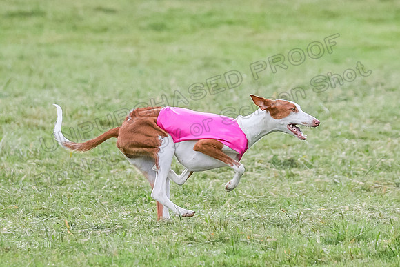 Prelims, Open B2 Reina Eden Joanna-6588