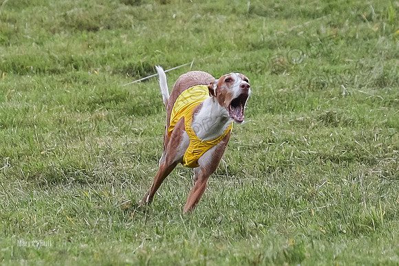 Prelims, Open B2 Reina Eden Joanna-6574