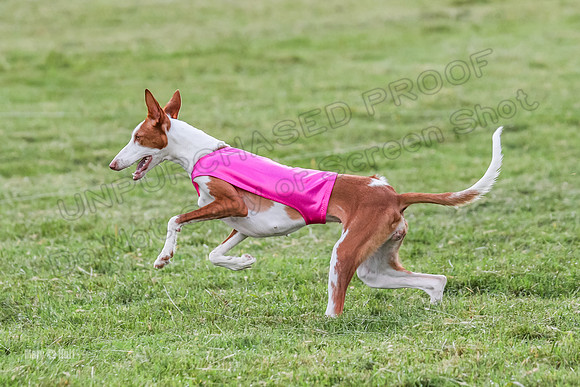 Prelims, Open B2 Reina Eden Joanna-6606