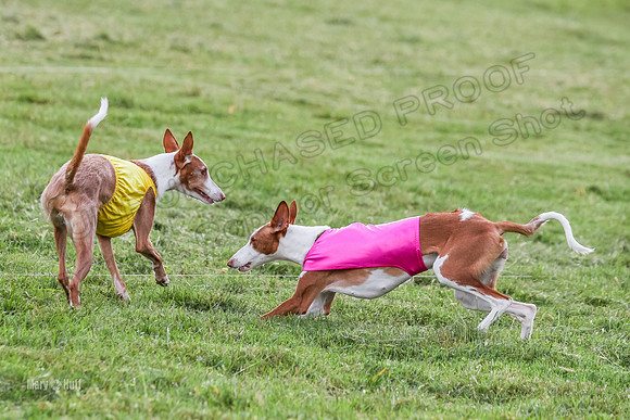 Prelims, Open B2 Reina Eden Joanna-6611