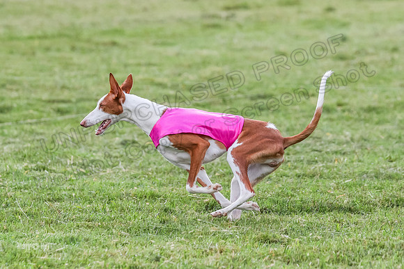 Prelims, Open B2 Reina Eden Joanna-6605