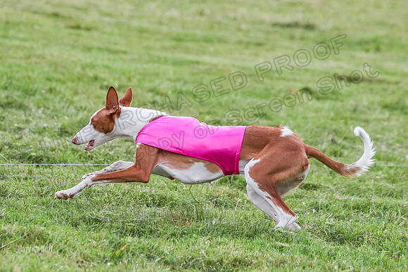 Prelims, Open B2 Reina Eden Joanna-6610
