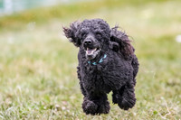 Cooper