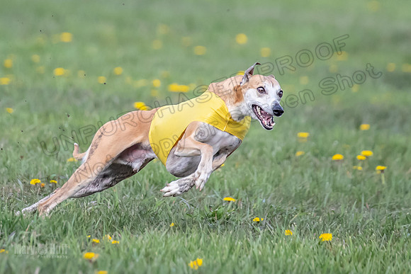 1 Prelim FCh B1 Sparky Arlo Arrow-6726