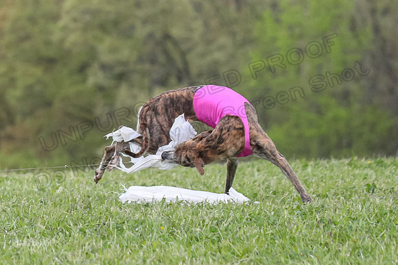 Finals Open E4, Sunshine Siren Shadow-1152