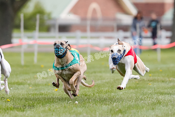 WRA, Prg 1, Race 14, Chase Buttercup Joplin Cinder Navi-8509