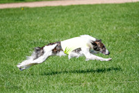 Silken Windhound Prelim, Finnegan-2965