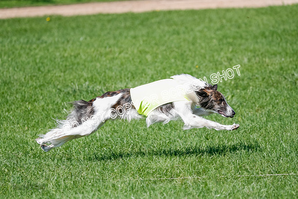 Silken Windhound Prelim, Finnegan-2965