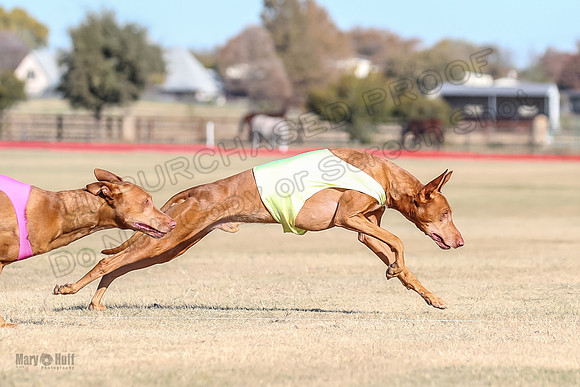 1Prelims Vet 1 Caper Copper-0954