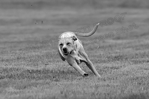 Prelims Zara-0804-2