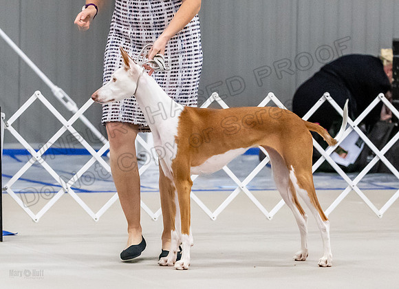 AE4I2706