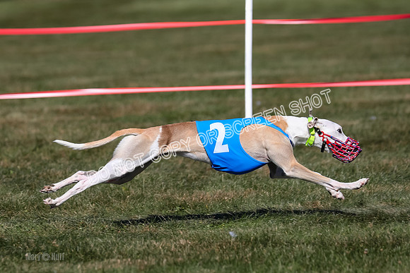 Prg 4, Race 3, Fortuna Rosie Mika Warrior-2550