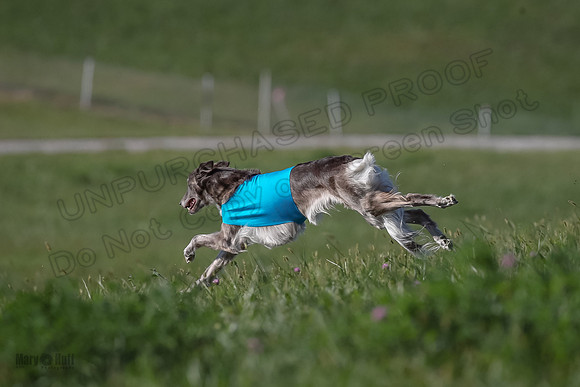 1 Prelims Fch 1 Kelso Wiings Foxy-5621
