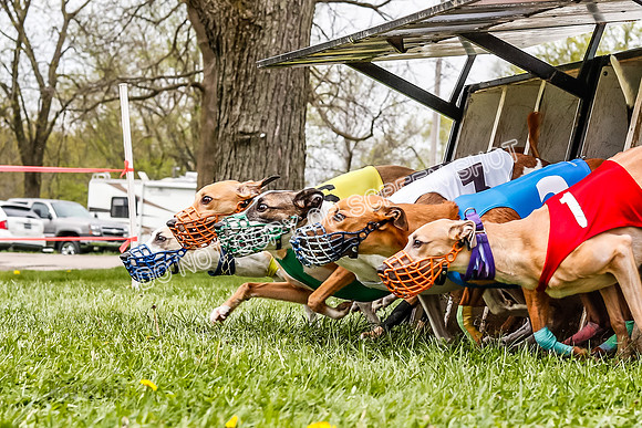 WRA, Prg 3, Race 11, Whammy Rogue Jigsaw Bookie Navi Chase-9258
