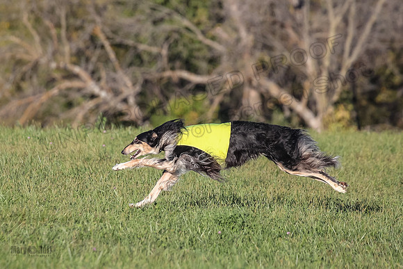 1 Prelims Vet 1 Yaro Chase Zip-3072