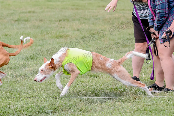 Finals, Specials 2 Fern Beastie Penny-7335