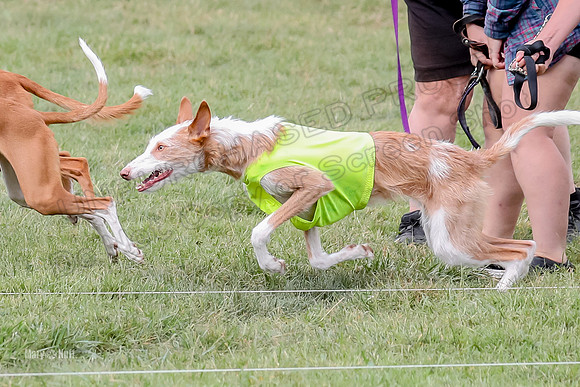 Finals, Specials 2 Fern Beastie Penny-7334