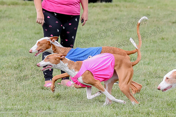 Finals, Specials 2 Fern Beastie Penny-7336
