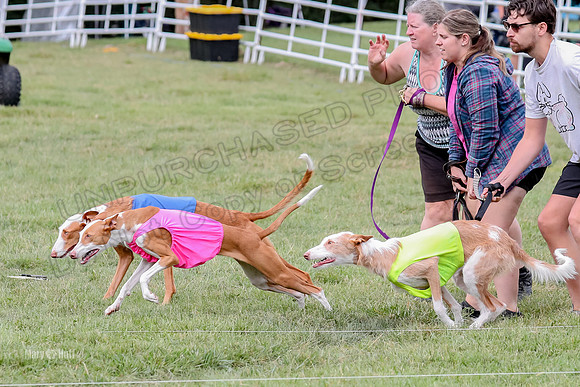Finals, Specials 2 Fern Beastie Penny-7333