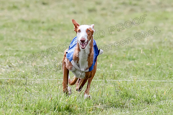 Finals, Specials 2 Fern Beastie Penny-7381