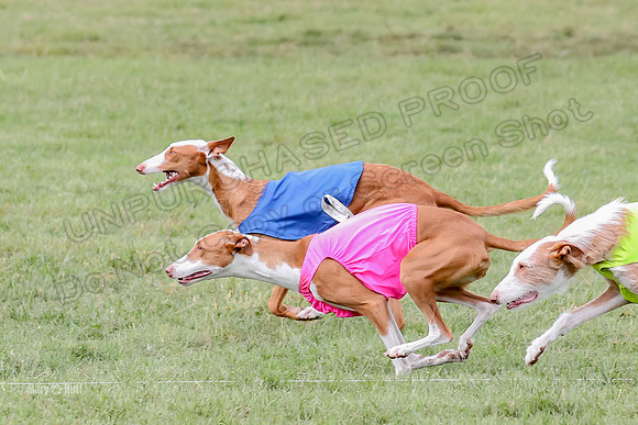 Finals, Specials 2 Fern Beastie Penny-7341