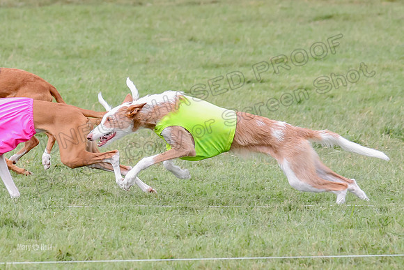 Finals, Specials 2 Fern Beastie Penny-7340