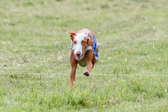 Finals, Specials 2 Fern Beastie Penny-7379