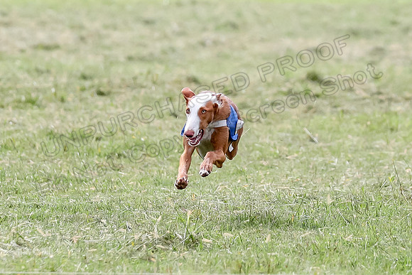 Finals, Specials 2 Fern Beastie Penny-7378