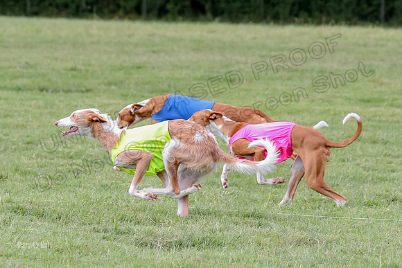 Finals, Specials 2 Fern Beastie Penny-7353