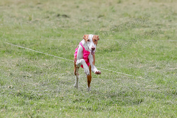 Finals, Specials 2 Fern Beastie Penny-7391