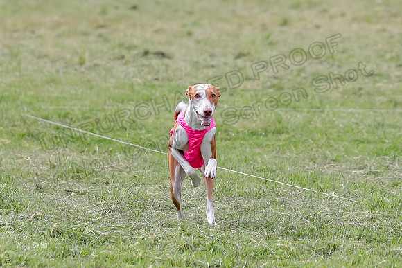 Finals, Specials 2 Fern Beastie Penny-7390