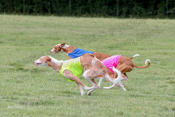 Finals, Specials 2 Fern Beastie Penny-7352