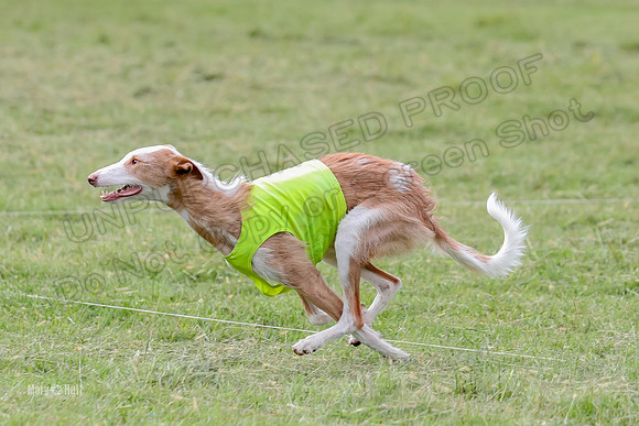 Finals, Specials 2 Fern Beastie Penny-7362