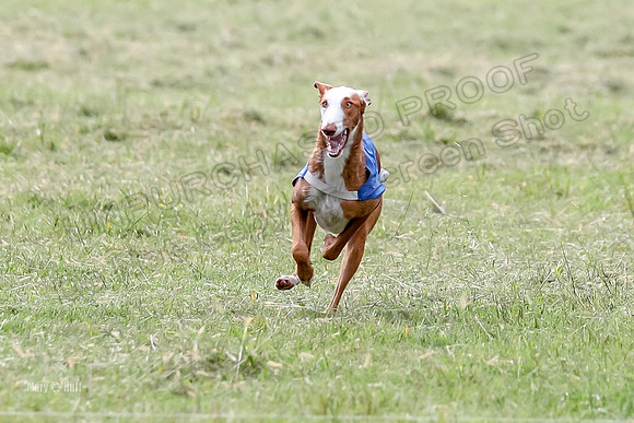 Finals, Specials 2 Fern Beastie Penny-7376
