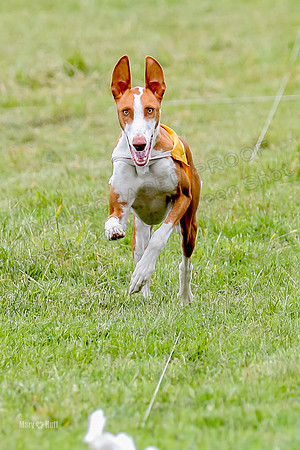Finals, Specials 1 Madyson Thorn Ionia-7282