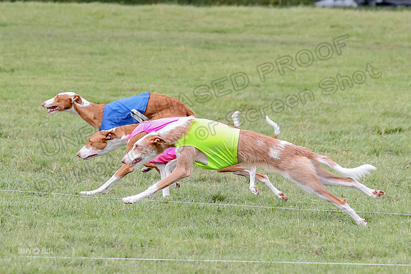 Finals, Specials 2 Fern Beastie Penny-7349
