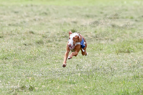 Finals, Specials 2 Fern Beastie Penny-7373