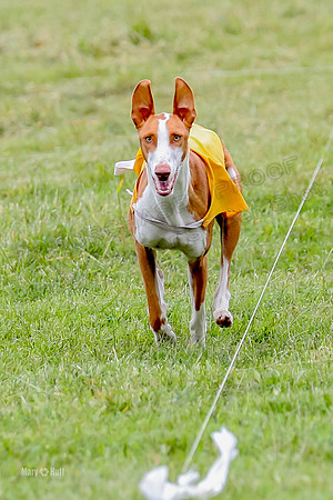 Finals, Specials 1 Madyson Thorn Ionia-7285