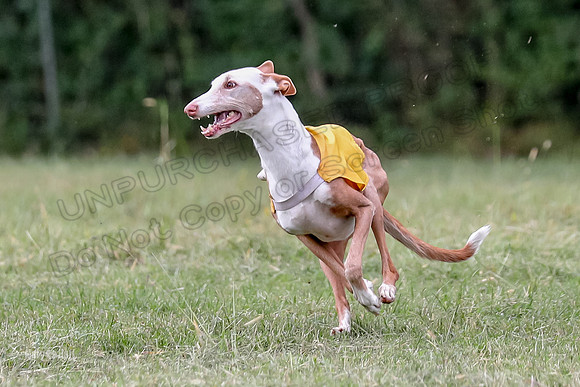 Finals, Veteran 1 Meme Sol-7103