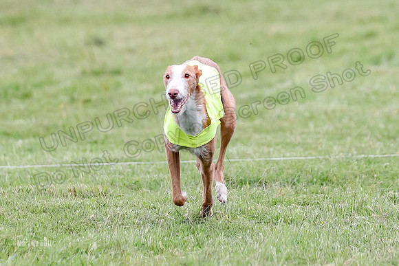 Finals, Veteran 2 Binx Crystal-7190