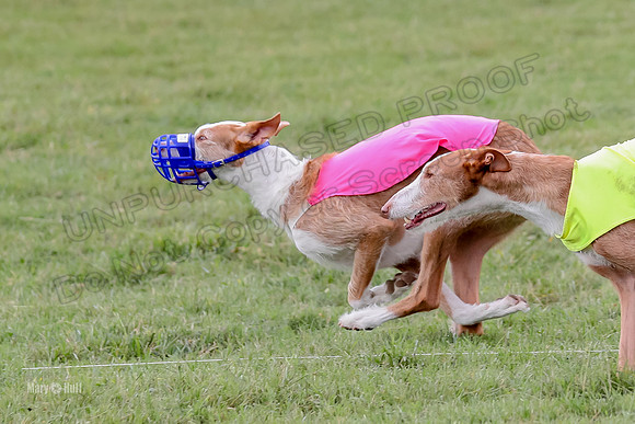 Finals, Veteran 2 Binx Crystal-7152