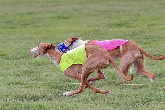Finals, Veteran 2 Binx Crystal-7162